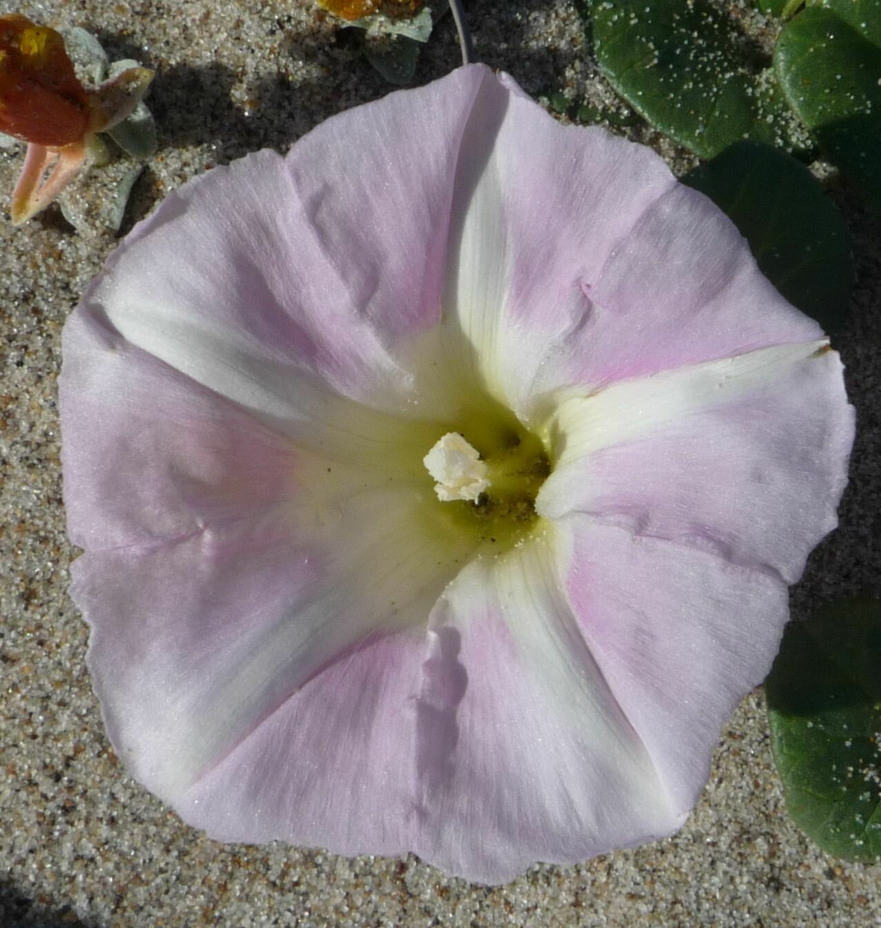 High Resolution Calystegia soldanella Flower